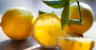 Amalfi lemon