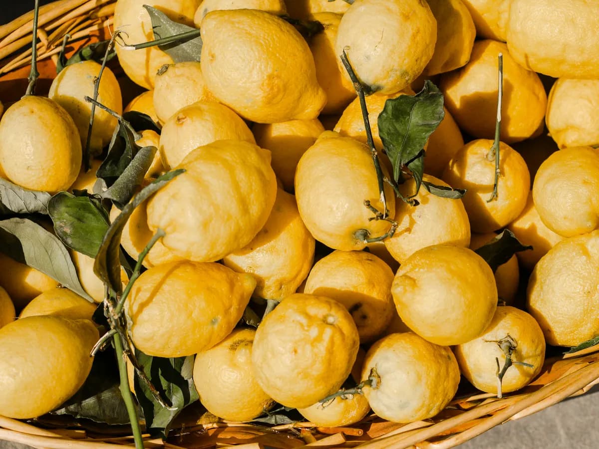 Limone di Amalfi 2