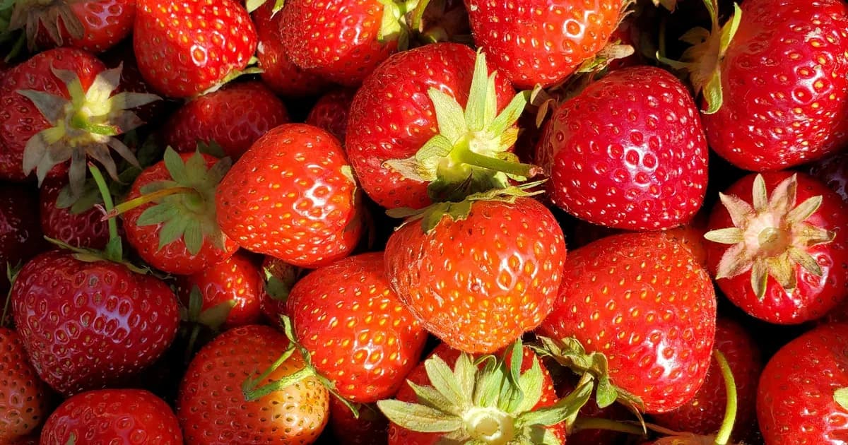 Fragola di San Mauro