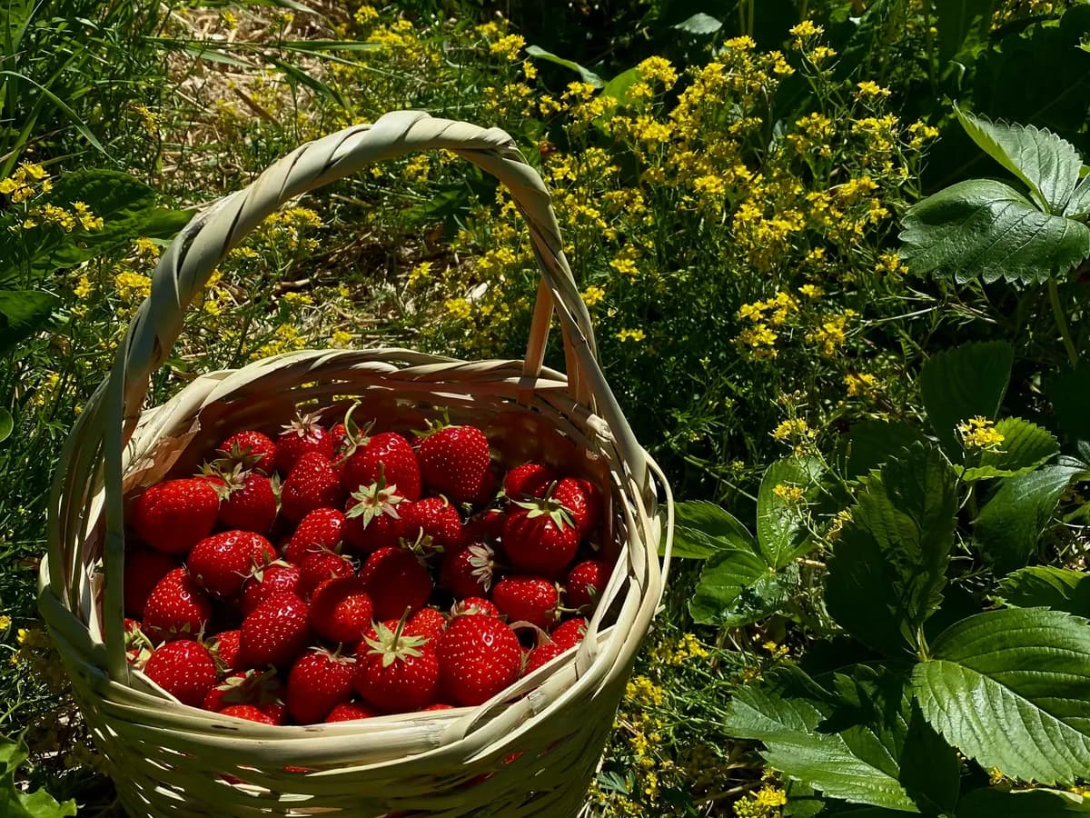 Fragole di San Mauro fresche e mature con foglie verdi su superficie rustica