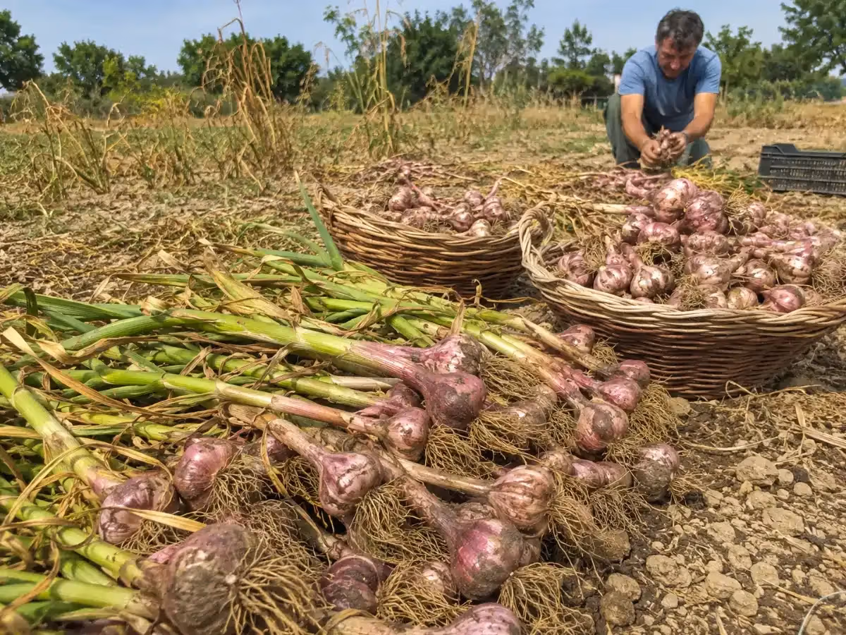 Cesti di vimini colmi di aglio rosso appena raccolto su terreno agricolo asciutto
