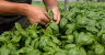 Genoese basil DOP