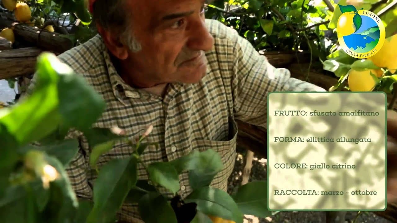 Limoni di Amalfi