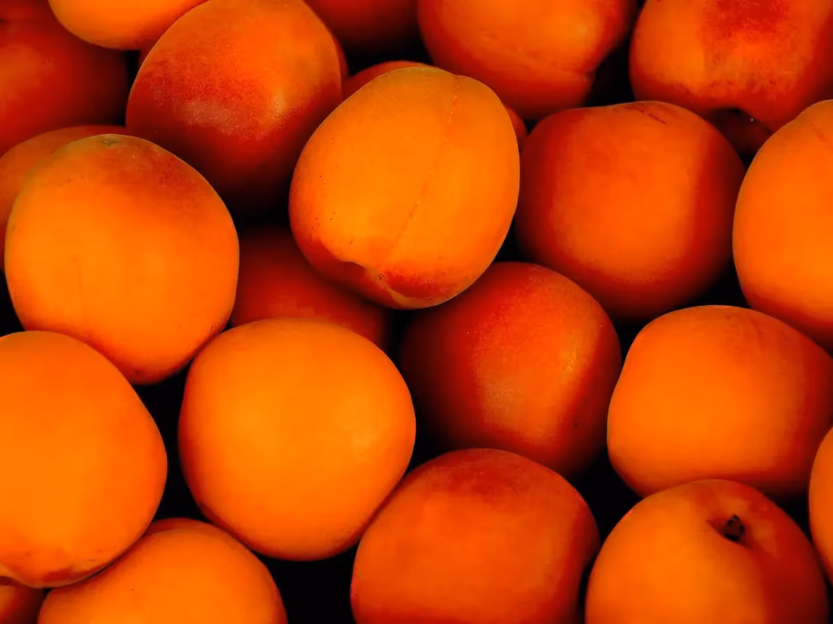 Vista ravvicinata di albicocche vesuviane arancio rosso brillante ammassate senza soluzioni di continuità