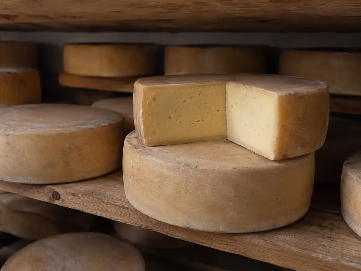 Forme intere di Asiago DOP in stagionatura su scaffali di legno con pasta gialla in evidenza