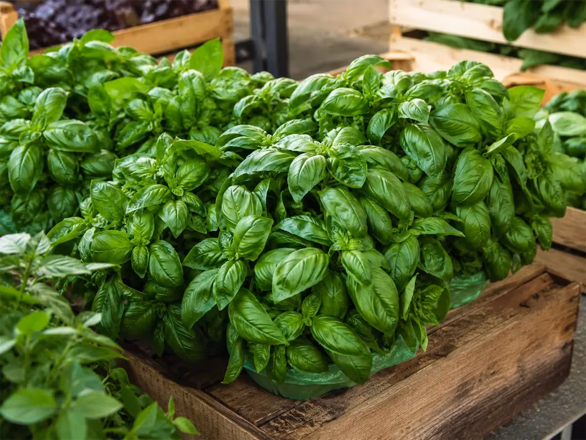 Cassa di legno colma di piante di basilico genovese fresco a foglie larghe al mercato