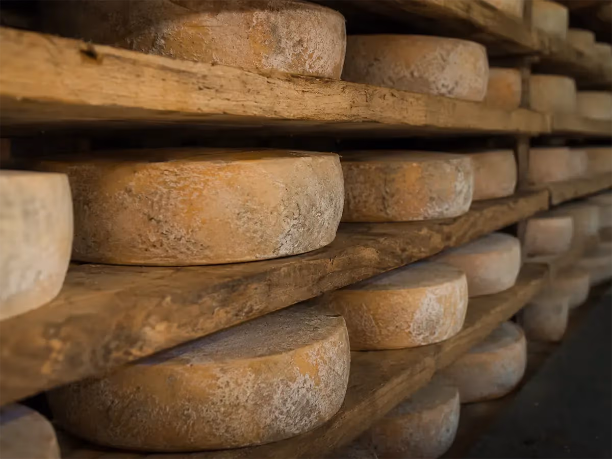 File di forme di Fontina stagionate su assi di legno in cantina di stagionatura