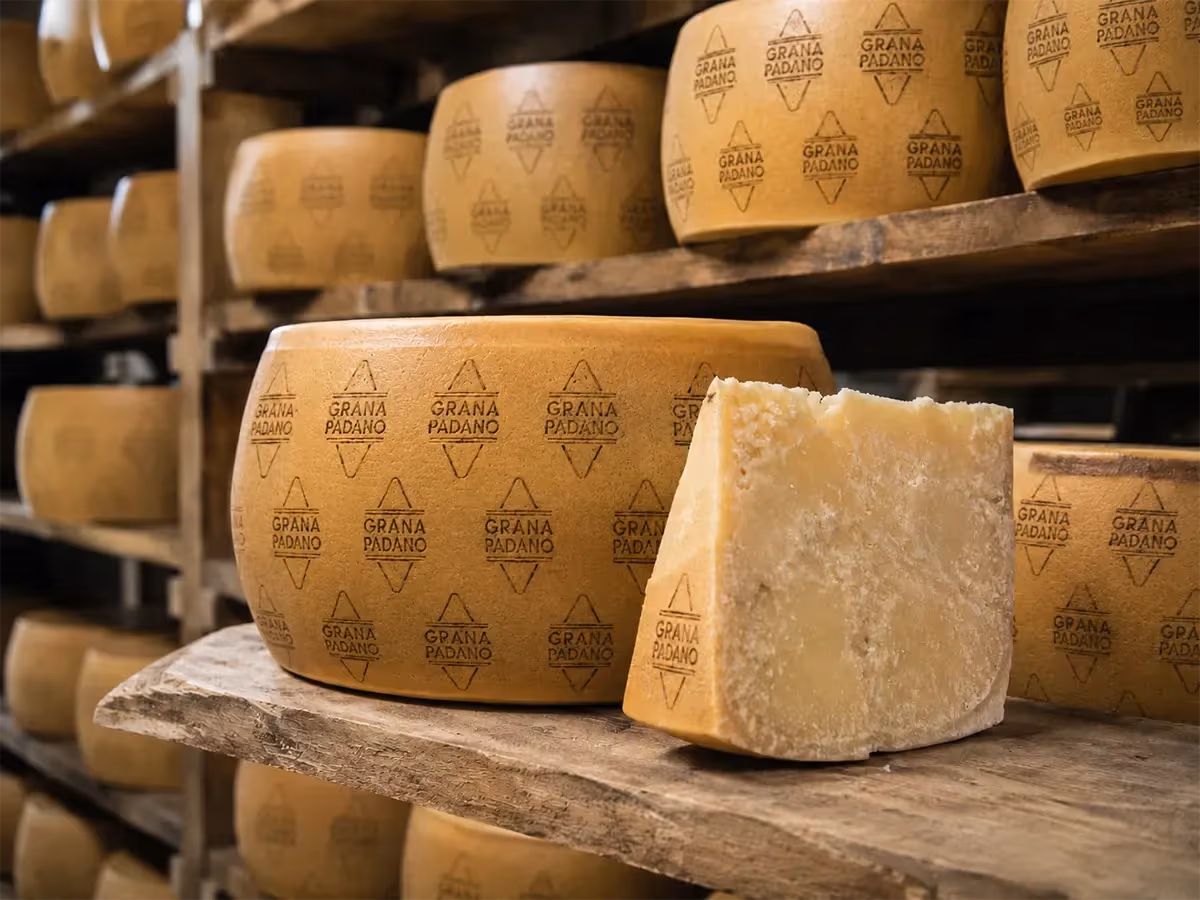 Scaffali di stagionatura con forme di Grana Padano giallo dorato in caseificio