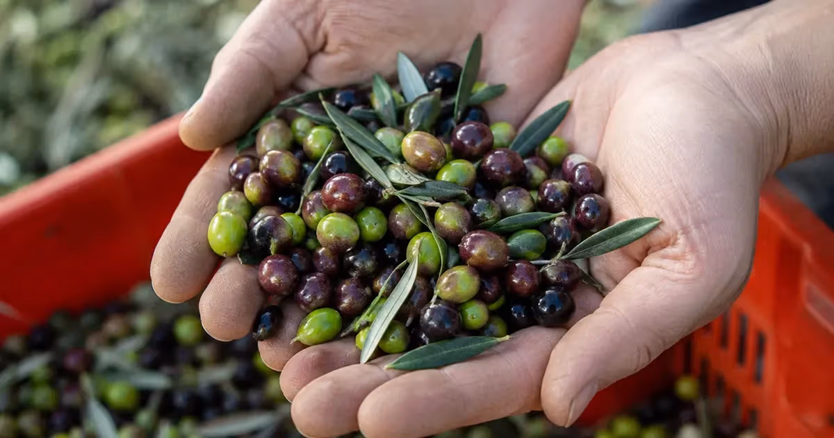 Mani che reggono olive taggiasche appena raccolte verdi e viola con foglie
