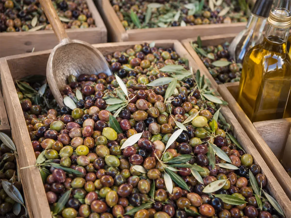 Cassette di legno colme di olive miste appena raccolte con paletta e bottiglia di olio
