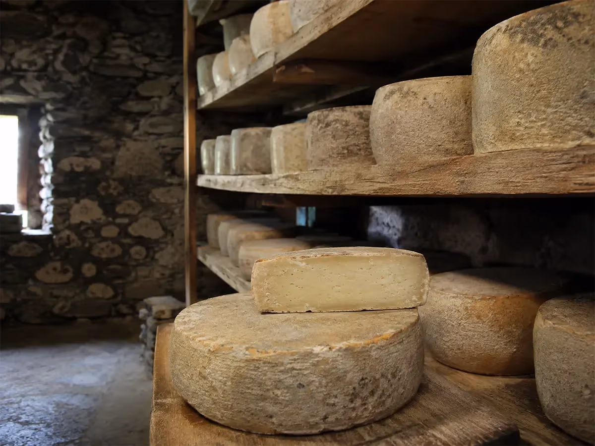 Forme di Toma stagionate su scaffali in legno dentro una cantina di pietra tradizionale