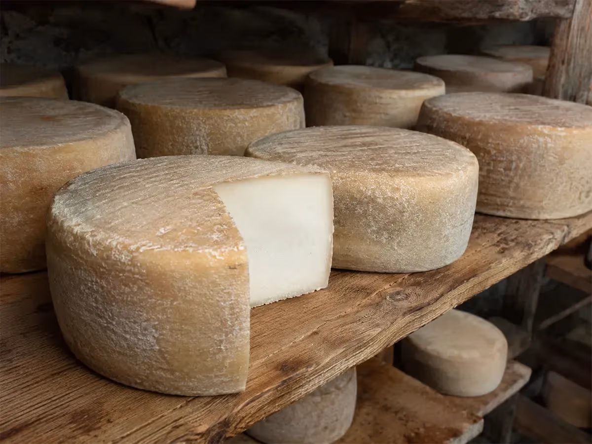 Forme di Toma Ossolana DOP in stagionatura su scaffali di legno rustico con crosta rugosa dorata