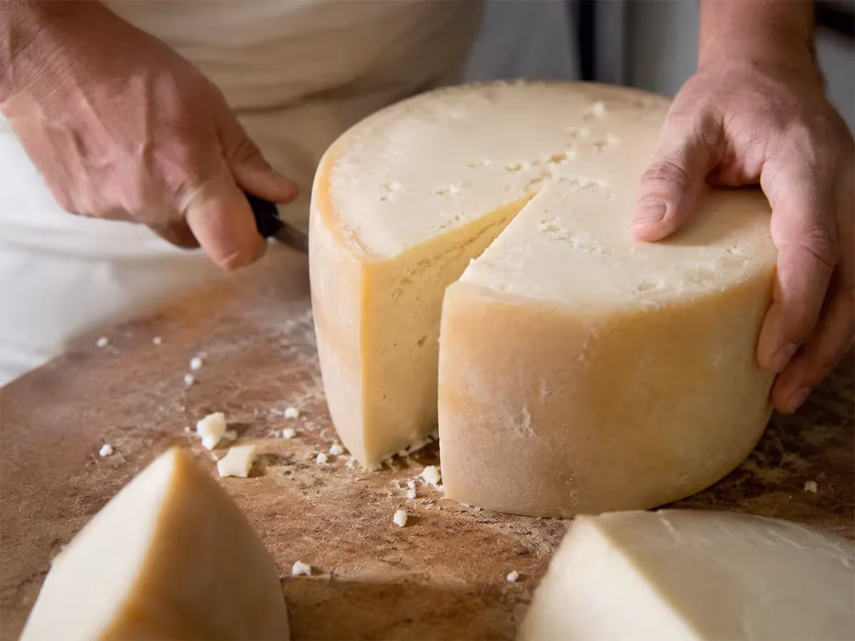 Mani di artigiano tagliano una forma intera di formaggio stagionato a pasta compatta color avorio